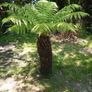 Tree Ferns-Dicksonia antarctica Image 2