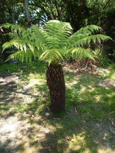 Tree Ferns-Dicksonia antarctica