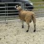 Livestock Image 4