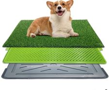 Dog Training Tray with Fake Grass