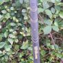 Wilson Prostaff Sand Wedge Ladies Graphite Right Handed Image 4
