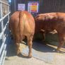 2 hybrid bulls Image 4