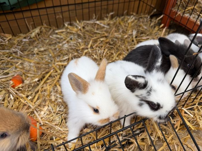 Pet bunnies/rabbit