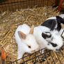 Pet bunnies/rabbit Image 5