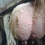 Holstein bull Image 5