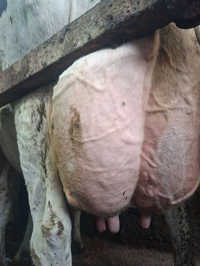 Holstein bull