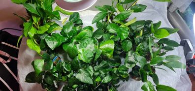 Anubias Selection.