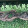 John Deere 1365 Mower Bed Damaged Image 3