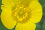 Macro images of Nature on removable foam tiles