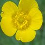 Various original macro nature photos on foam tiles Image 6