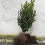 Box Hedging Image 9
