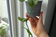monstera siltepecana