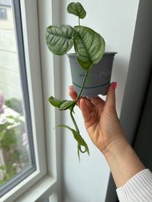 monstera siltepecana
