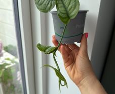 monstera siltepecana