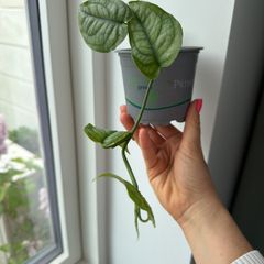 monstera siltepecana