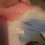 soft pony Image 3