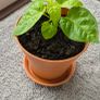 Carolina Reaper Chilli Plant Image 5