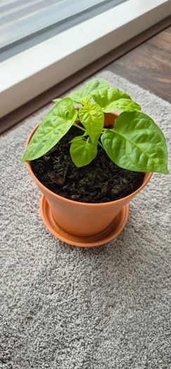 Carolina Reaper Chilli Plant
