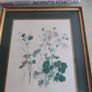 Framed Vintage Print of Beautiful Lithograph  Columbine Flowers  Artist Hage Image 10