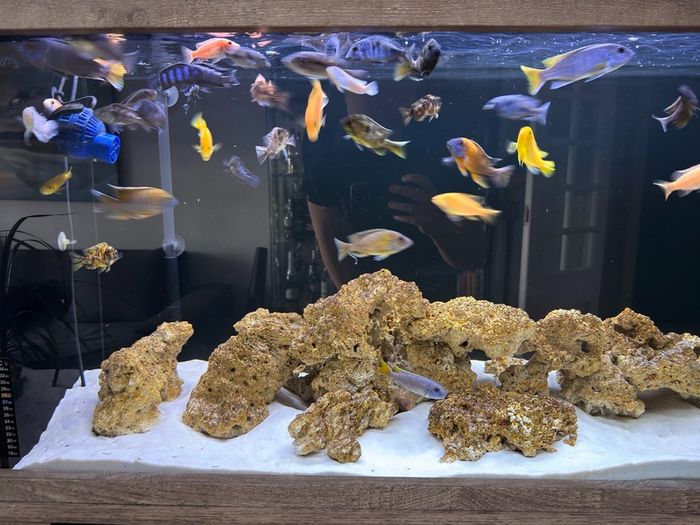 fish tank 300L malawi fish full set