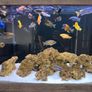 fish tank 300L malawi fish full set Image 4