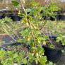Red gooseberry 5-7,5l pot fruiting bushes available in September 2024 Image 2