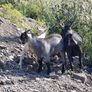 Pygmy goats .. Image 4