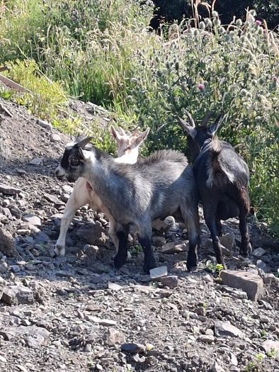 Pygmy goats ..