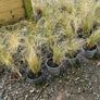 Large Selection of Grass Plants Image 7