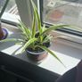 Spider Plant 3 Plants in One Pot Image 2