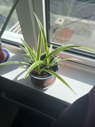 Spider Plant 3 Plants in One Pot
