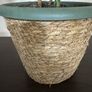 Monstera plant Image 3