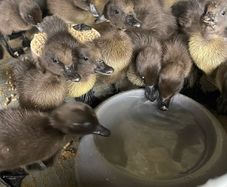 Cayuga Ducklings