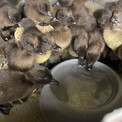 Cayuga Ducklings