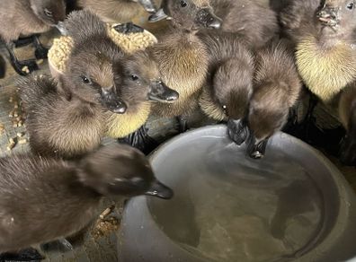 Cayuga Ducklings