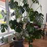 Cheese plant Image 2