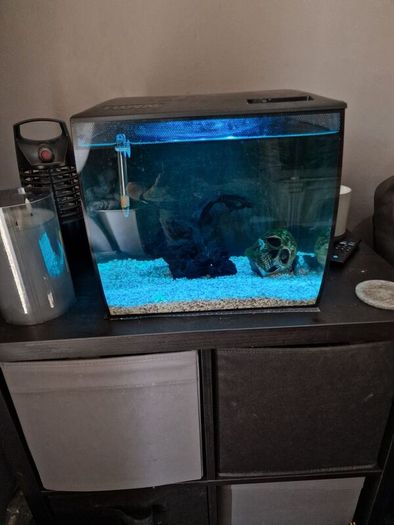 fluval flex fish tank 34L