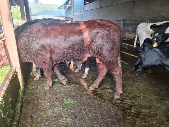 Stock Bull