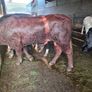 Stock Bull Image 2