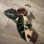 Alocasia  'Black Velvet' Pink Variegata Image 3