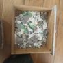 Mosaics or Crafting pieces Image 8