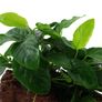 Anubias barteri nana - Aquatic Plant Image 2