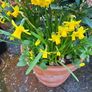 Narcissi Tete  tete clumps Image 4