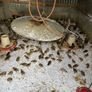 Pheasants and Patridge Image 3
