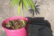 canary spurge plant