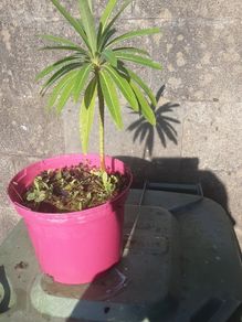canary spurge plant