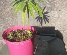 canary spurge plant