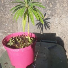 canary spurge plant