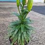 Asiatic Lily in a pot Image 2