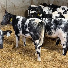 30 Belgian Blue Heifers